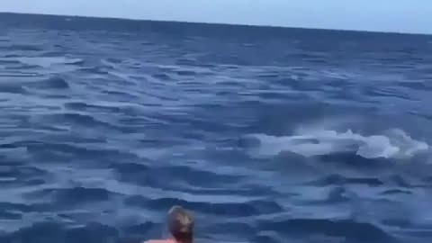 Who wants to swim with dolphins in the open ocean?