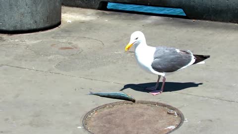 The seagull eats a fish.