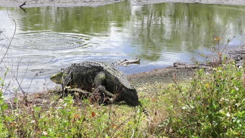 two large alligators in a pond during breeding season