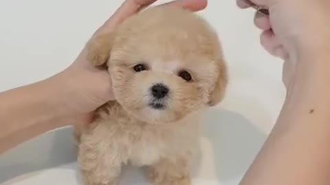 Hairy Cream Toy Poodle - Teacup puppies