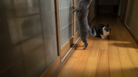 cats knock on the door enter