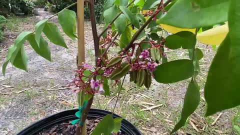 Star fruit