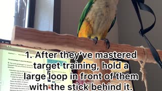 How to train your bird to wear a harness