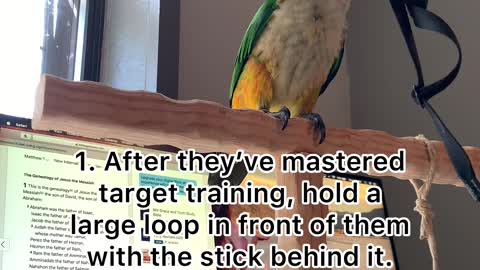 How to train your bird to wear a harness