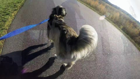 Perro realiza baile a la hora de ir a pasear