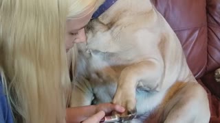 English Mastiff Gets a Pedicure (much to his dismay)
