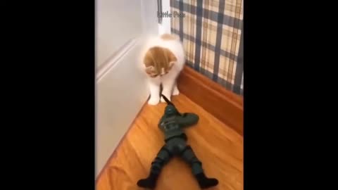 Cute Cat Is Scared Of Plastic Soldier