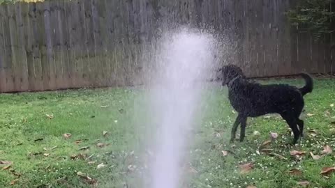 Dog loses his mind when owner sprays the water hose