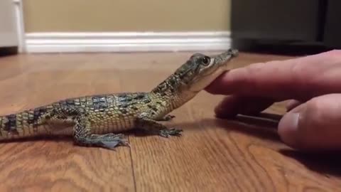 What baby Crocodiles really sound like