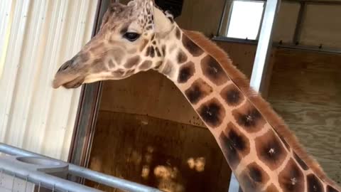 Giraffe is in the new zoo in Houston