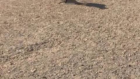 2 Racing Dogs Runing with Each Other