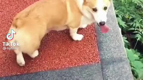 Falling dogs