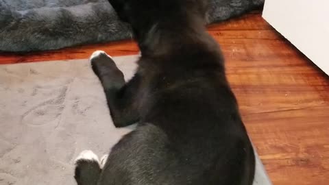 Hiccups give pup wiggling ears