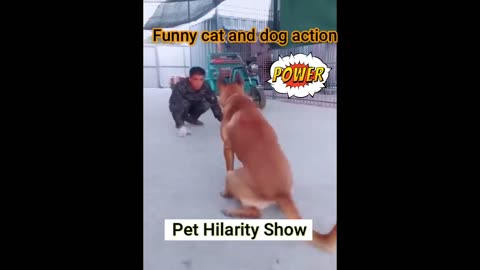 New Funny Animals 😄 Funniest Cats and Dogs 2024 😹🐶 Part 3