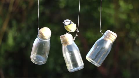 The most beautiful idea to install birds