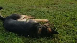 Odin enjoying the grass