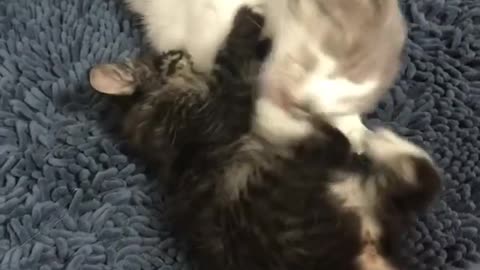Dady Cat WIth Kitten Playing