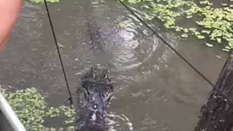 Slow motion Gator Rant