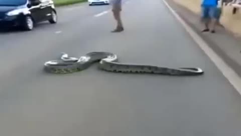 Huge python crossing road !wow