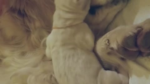 English Golden Retriever Tests Mom's Patience