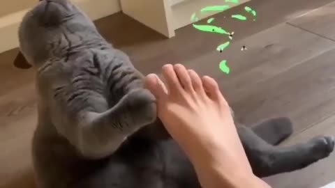 cat smells bad odor foot