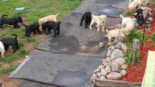 oodles and oodles of labradoodles