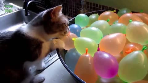 Cats with Balloons, really funny!