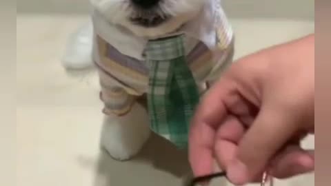 Cute puppy chooses clothes for a walk