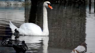 Swan in the Waters of an Urban Park - FREE Footage By peakring.com