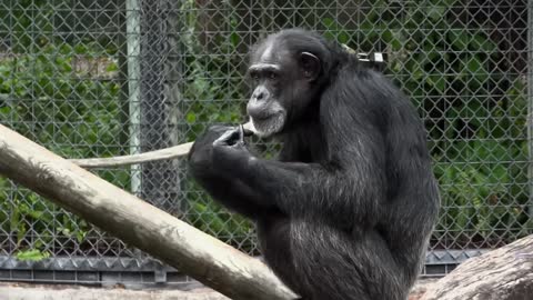 Chimpanzee at Zoo Video Footage
