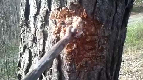 Pine Sap For Survival