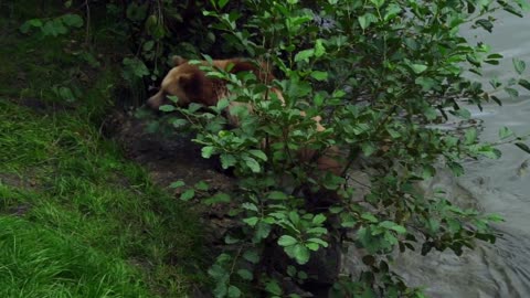 Brown bear looking pretty -