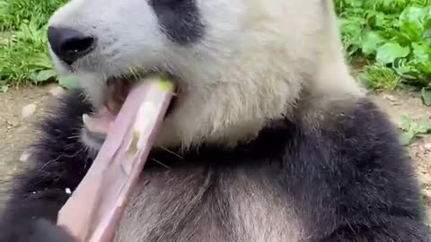 Giant pandas eat bamboo