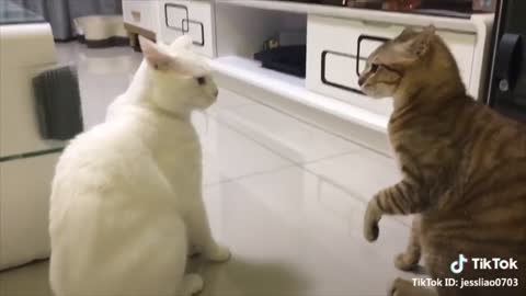 the tending Cats talking !! these cats can speak English better than hooma videon