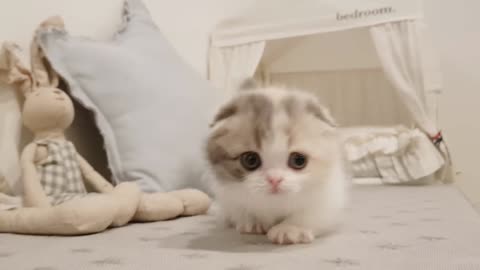 Beautiful video of cute cat
