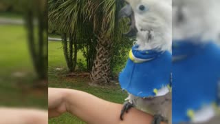 Lucky Umbrella cockatoo