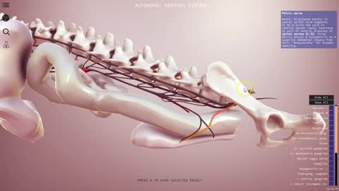Autonomic nervous system preview - 3D Veterinary Anatomy, IVALA