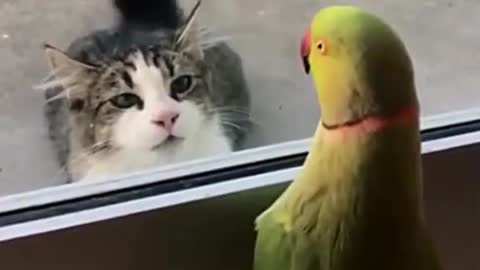 Parrot vs cat video