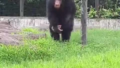 Cheerful Chimpanzee Playing And Clapping Wildly