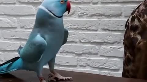 Parrot: kusje kiss😘