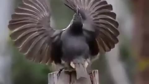 Nice bird un bellissimo uccello