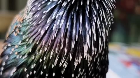 Viral Talking Starling | European Starling