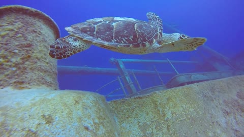 Turtle time! (Ex-USS Kittiwake)