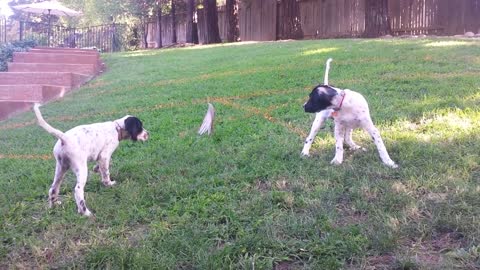 English Setter Training - Mac and Floyd at 3 months