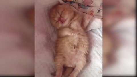 Baby cat ! cute and funny cat video Compilation!!!!!!!!