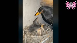 Mama Bird feeding Baby Bird