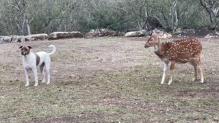 Rescue Deer And Dog Love To Play Together