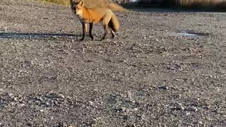Friendly fox 🦊 wanted our food
