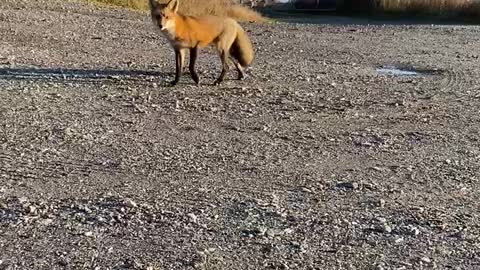 Friendly fox 🦊 wanted our food