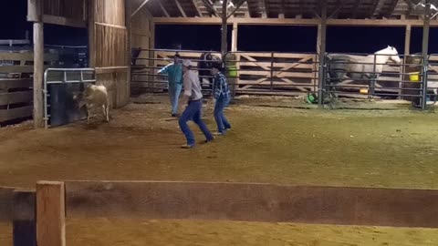 Ever tried roping a cow
